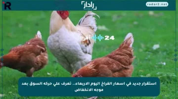 استقرار جديد في أسعار الفراخ اليوم الأربعاء.. تعرف على حركة السوق بعد موجة الانخفاض